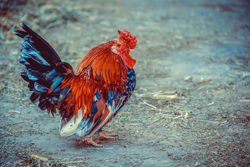chicken 3741129